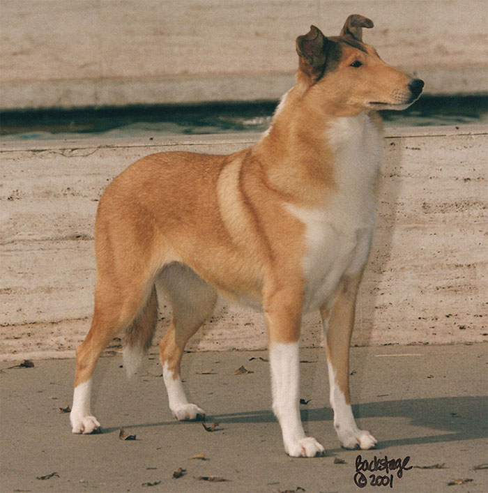 akc collie breeders