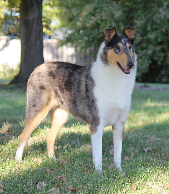 smooth collie puppies for sale