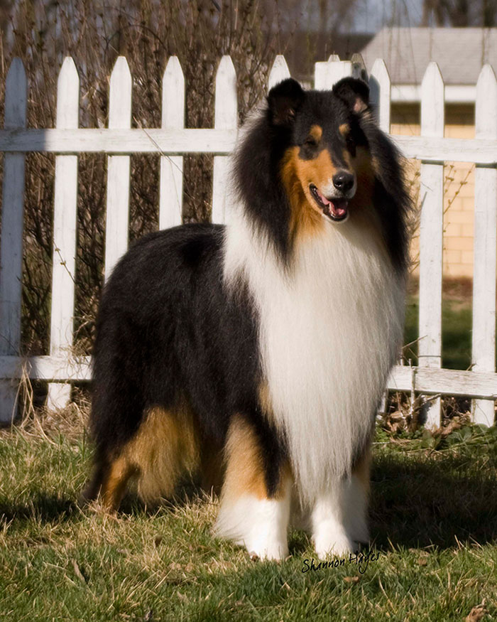 akc collie breeders